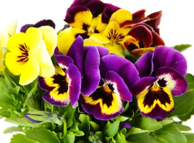 自然 三色堇 花卉 地球 花 Close-Up Yellow Flower Purple Flower 高清壁纸 7000x4667