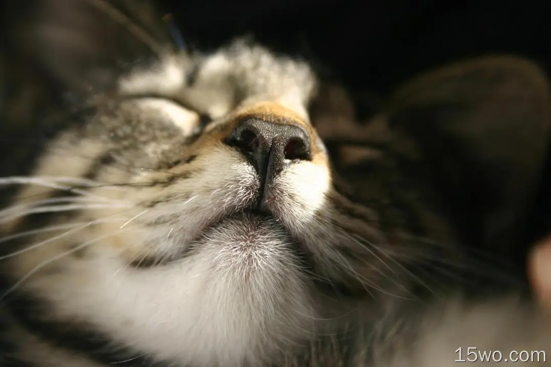 猫，睡觉，口吻，小猫