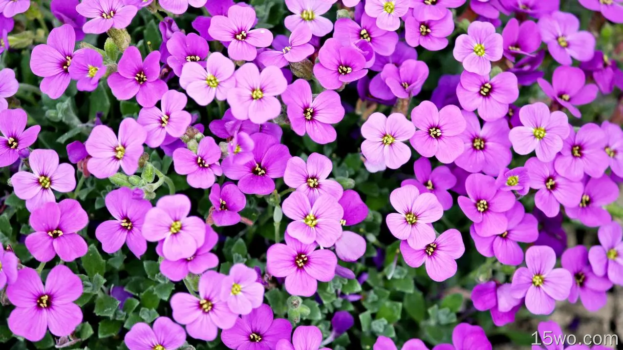 紫色的花，漂亮的，花瓣