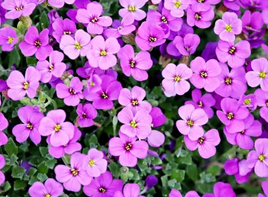 紫色的花，漂亮的，花瓣 4000x2250