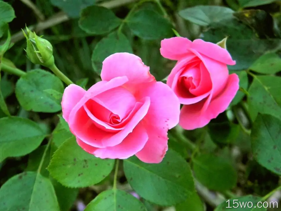 自然 玫瑰 花卉 花 大自然 高清壁纸