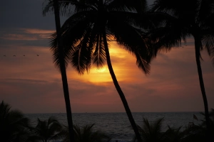棕榈树、鸟、日落、天空、平静的大海  4000x3000