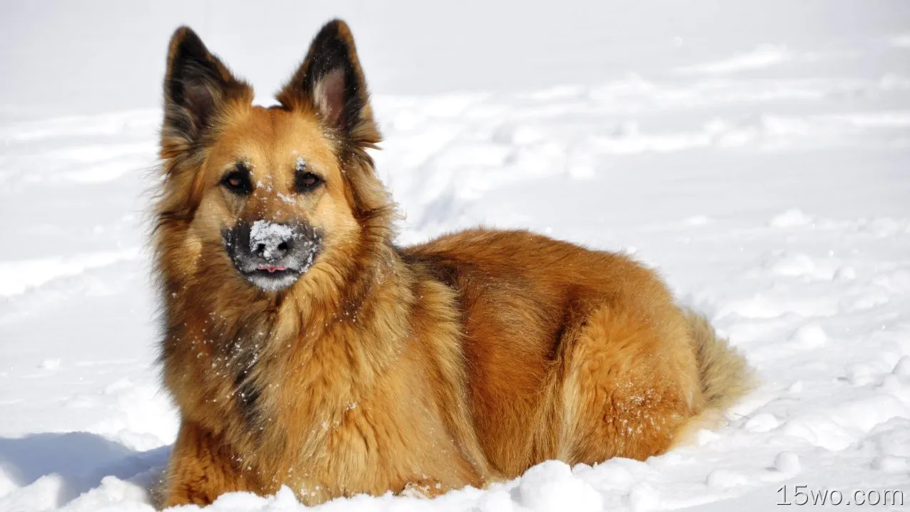 动物 德国牧羊犬 狗 冬季 Snow 高清壁纸
