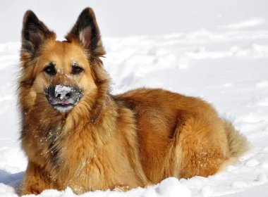 动物 德国牧羊犬 狗 冬季 Snow 高清壁纸 3840x2160