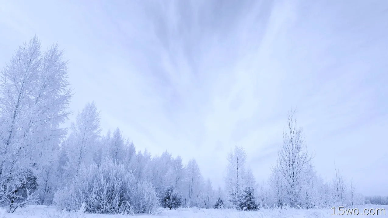 自然 冬季 树 大自然 风景 白色 Snow 高清壁纸