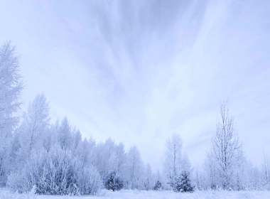 自然 冬季 树 大自然 风景 白色 Snow 高清壁纸 3840x2160