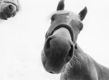 动物 马 Close-Up Monochrome Stare 高清壁纸 2560x1707
