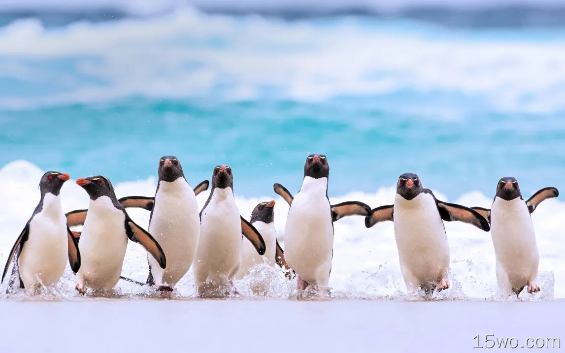 冲上海岸可爱的动画企鹅的高清电脑壁纸