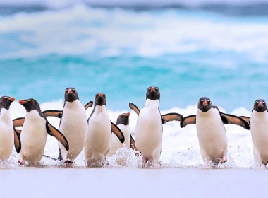冲上海岸可爱的动画企鹅的高清电脑壁纸 3840x2400