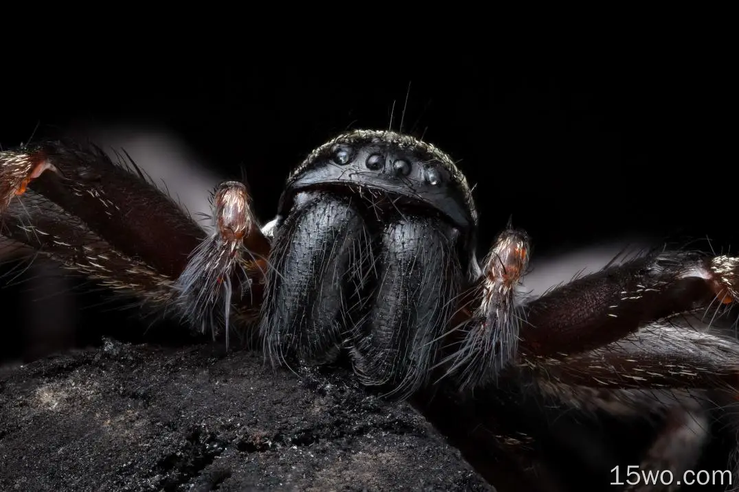 动物 蜘蛛 微距 Arachnid 高清壁纸