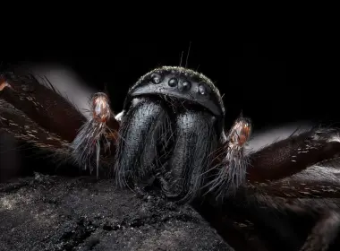 动物 蜘蛛 微距 Arachnid 高清壁纸 5120x3413