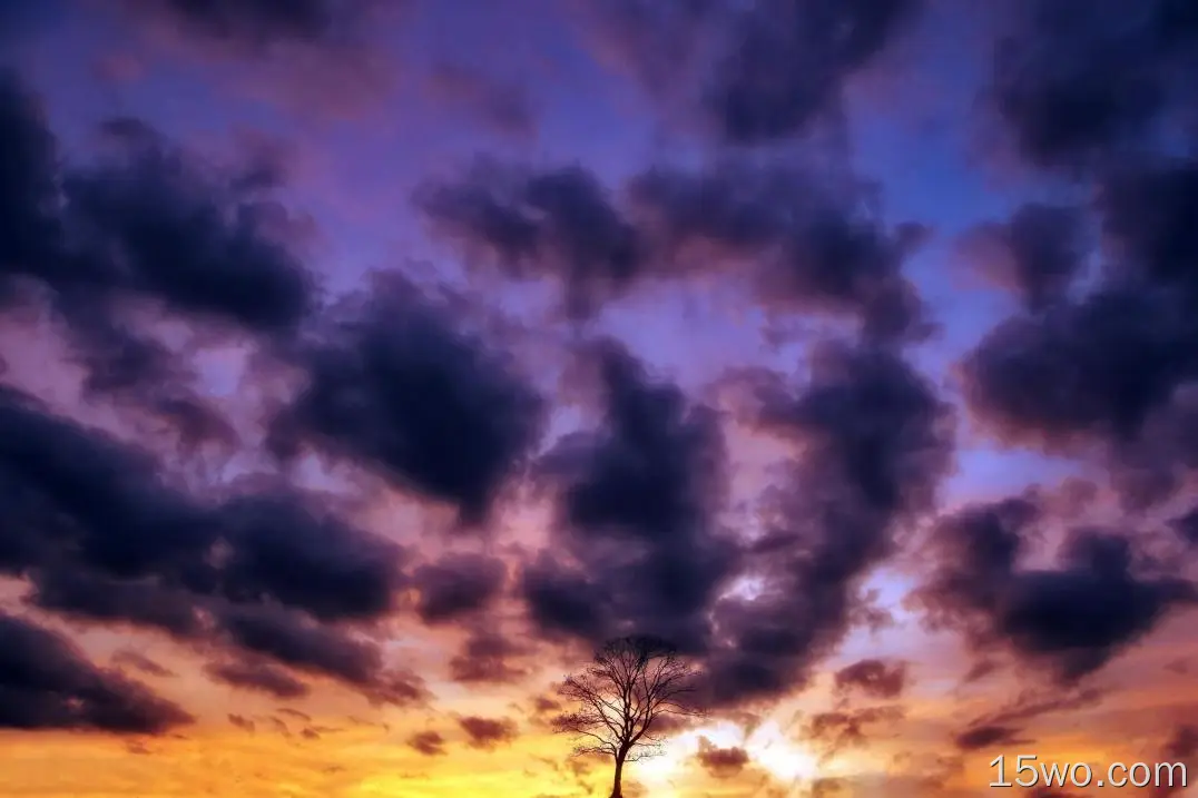 自然 天空 大自然 云 树 日落 紫色 Lonely Tree 高清壁纸