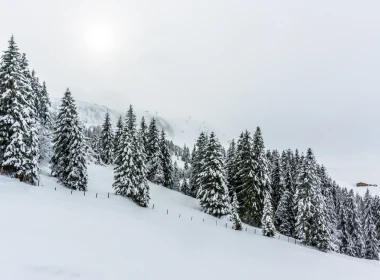 自然 冬季 Snow 森林 高清壁纸 5120x2880