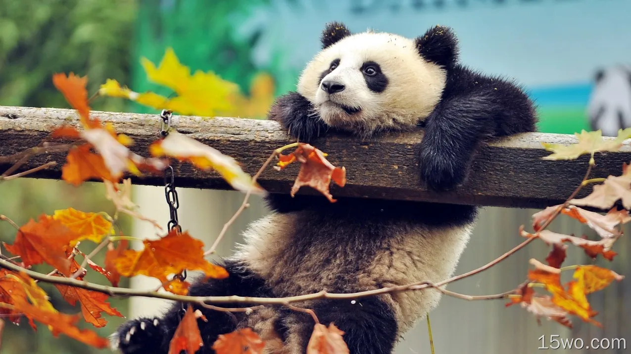 动物 大熊猫 高清壁纸