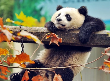 动物 大熊猫 高清壁纸 3840x2160