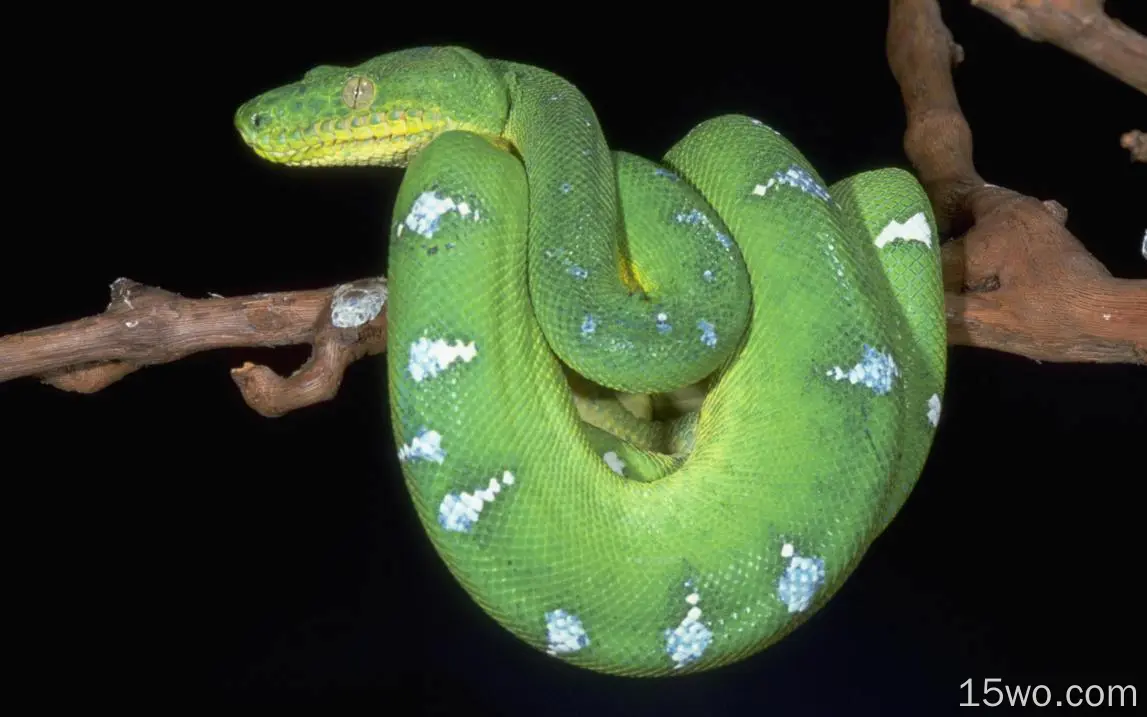动物 Emerald Tree Boa 蛇 高清壁纸