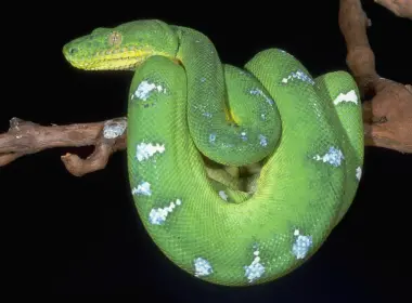 动物 Emerald Tree Boa 蛇 高清壁纸 2560x1600