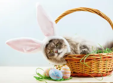 动物 猫 Pet Basket 复活节 高清壁纸 5542x3695
