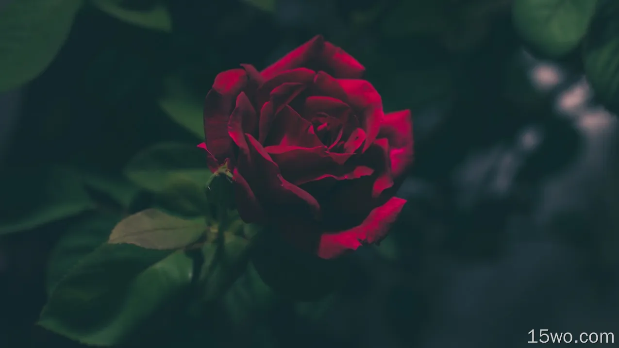 自然 玫瑰 花卉 地球 花 Red Rose 叶子 高清壁纸