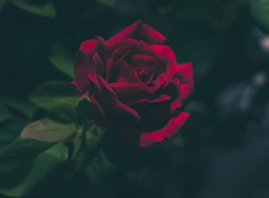 自然 玫瑰 花卉 地球 花 Red Rose 叶子 高清壁纸 3840x2160