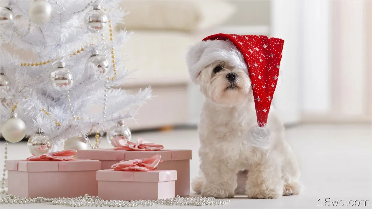 节日 圣诞节 Christmas Tree 狗 Maltese Santa Hat 礼物 高清壁纸