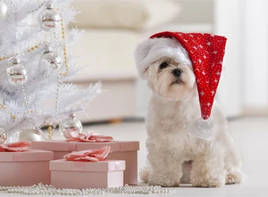节日 圣诞节 Christmas Tree 狗 Maltese Santa Hat 礼物 高清壁纸 3840x2160