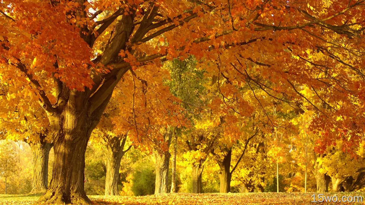 秋天的树林 一层层的落叶