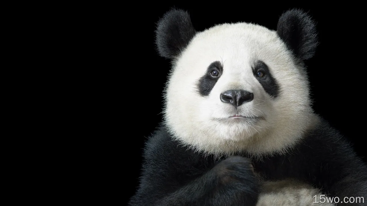 动物 大熊猫 高清壁纸