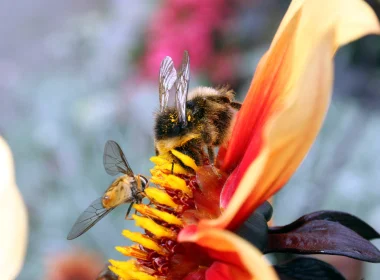 动物 蜜蜂 昆虫 高清壁纸 3840x2160