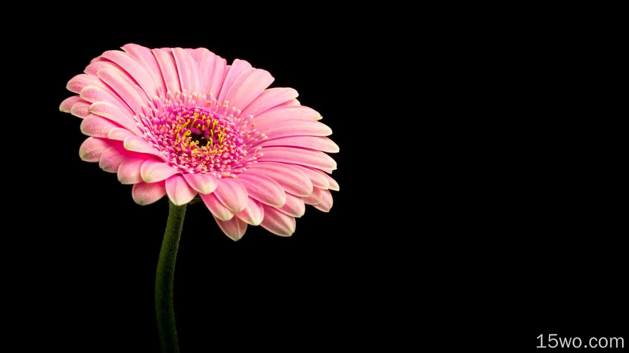 自然 非洲菊 花卉 Pink Flower 花 高清壁纸