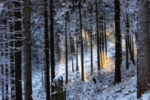森林,自然环境,冬天,自然景观,木本植物,壁纸,4358x2791  4358x2791
