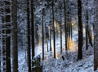森林,自然环境,冬天,自然景观,木本植物,壁纸,4358x2791 4358x2791