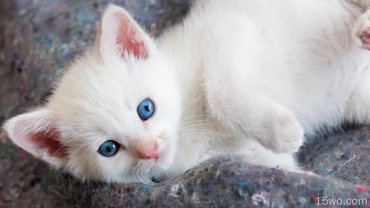 动物 猫 Kitten Blue Eyes 高清壁纸
