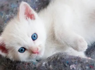 动物 猫 Kitten Blue Eyes 高清壁纸 2880x1620