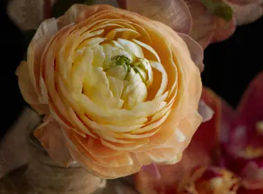 黄玫瑰，花瓣，宏 3309x4964