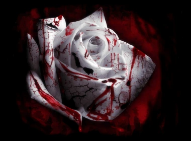 黑暗 血 White Rose 花 玫瑰 White Flower 高清壁纸 2560x2048