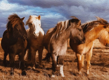 动物 马 Pony 艺术 高清壁纸 3840x2160