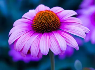 自然 花 花卉 地球 Echinacea Purple Flower 高清壁纸 3840x2160