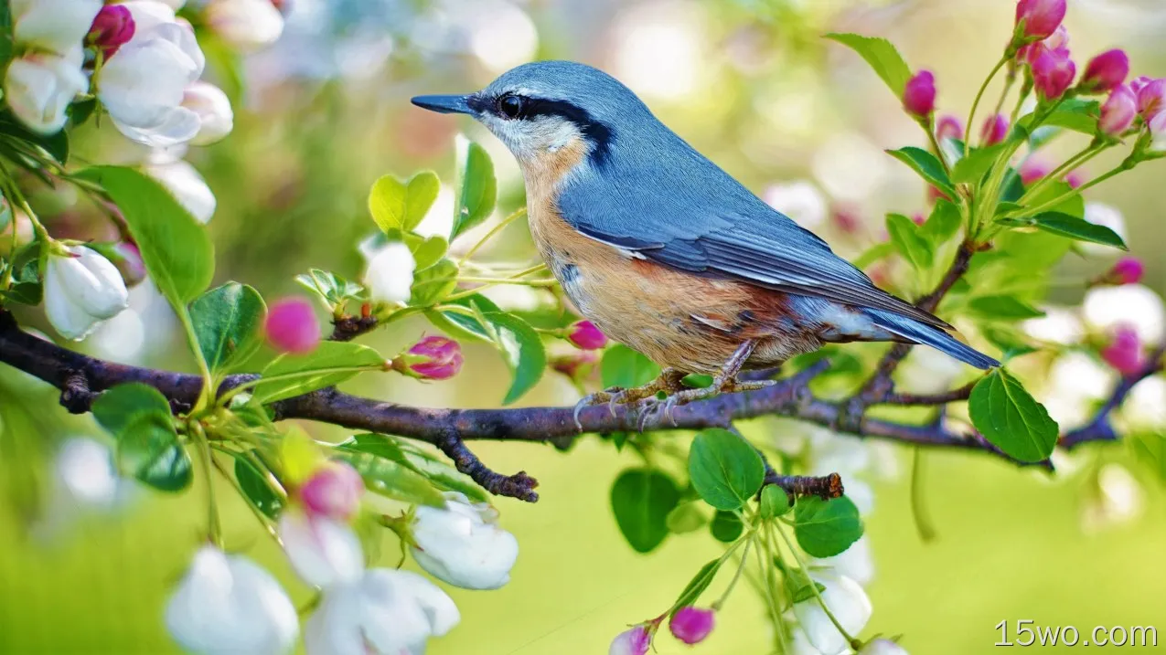 动物 Nuthatch 鸟 Red-Breasted Nuthatch 蓝色 春季 树枝 高清壁纸