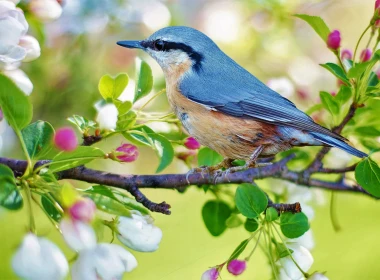动物 Nuthatch 鸟 Red-Breasted Nuthatch 蓝色 春季 树枝 高清壁纸 3840x2160