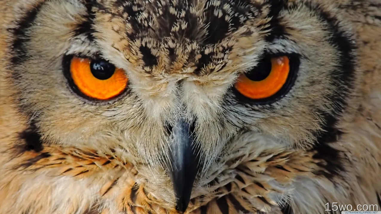 动物 猫头鹰 鸟 面容 Eagle-Owl 眼睛 Close-Up Beak 高清壁纸