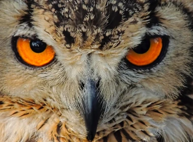 动物 猫头鹰 鸟 面容 Eagle-Owl 眼睛 Close-Up Beak 高清壁纸 3840x2160