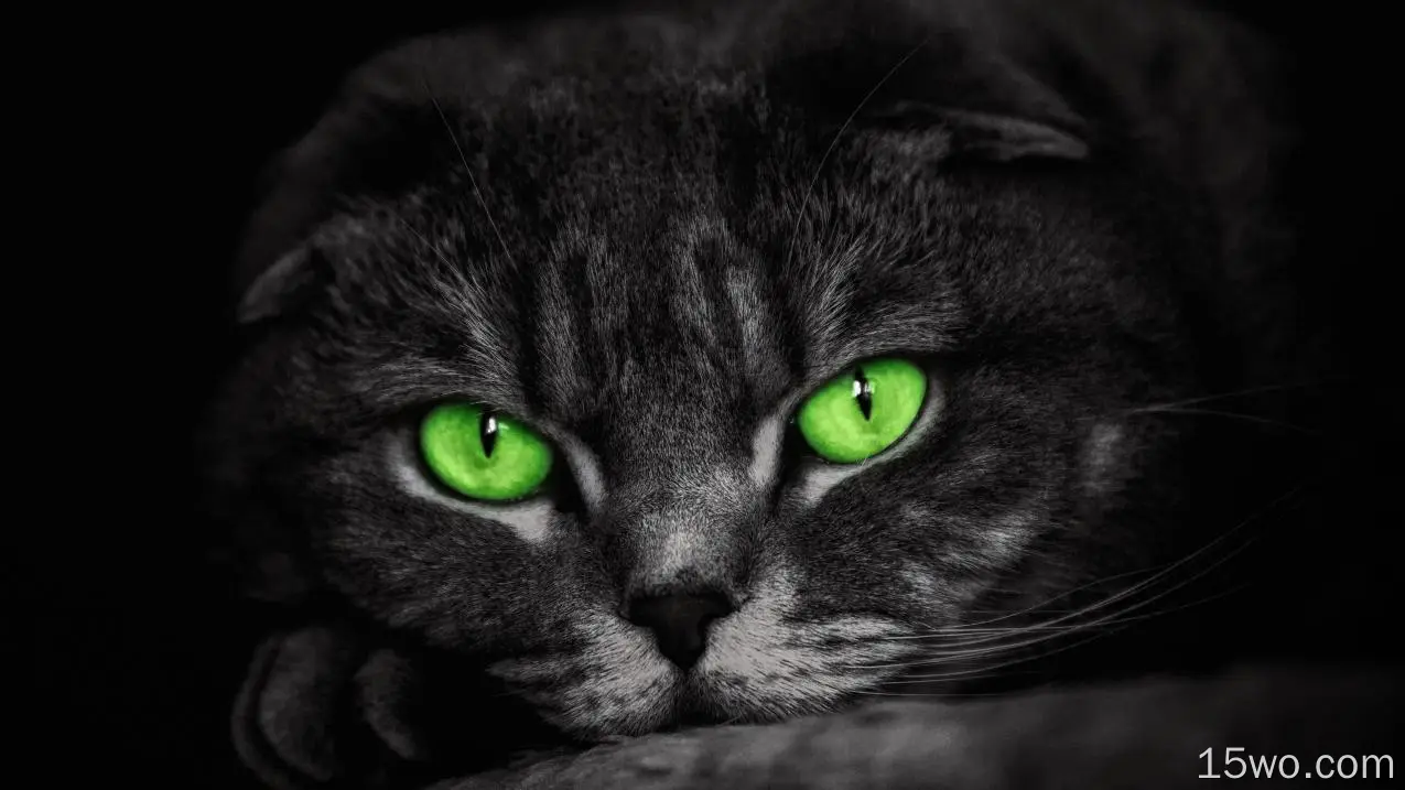 动物 猫 Green Eyes 高清壁纸