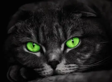 动物 猫 Green Eyes 高清壁纸 3840x2160