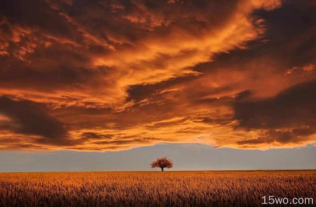 自然 田野 地球 天空 orange 云 树 高清壁纸