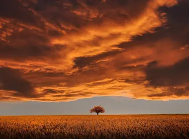 自然 田野 地球 天空 orange 云 树 高清壁纸 1920x1258