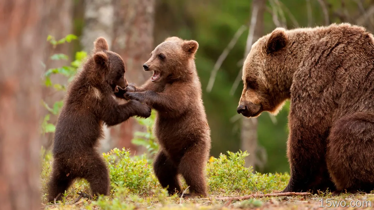 动物 熊 Cub Playing Wildlife predator 高清壁纸