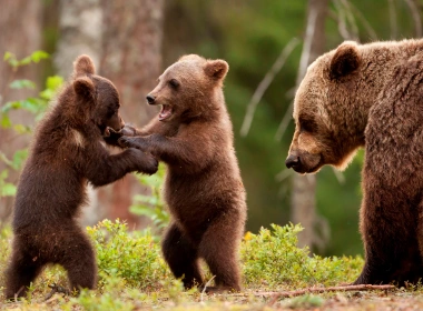 动物 熊 Cub Playing Wildlife predator 高清壁纸 3840x2160