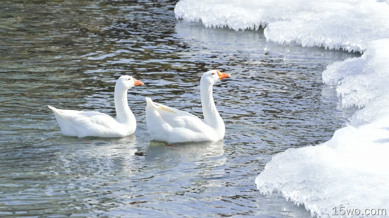 动物 鹅 鸟 Snow Goose 冰 湖泊 高清壁纸