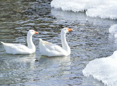 动物 鹅 鸟 Snow Goose 冰 湖泊 高清壁纸 3840x2160